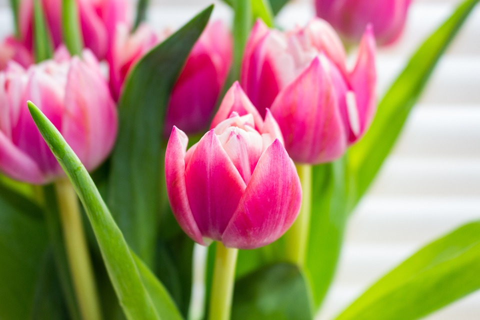 wedding flowers melbourne tulips wedding flowers melbourne tulips
