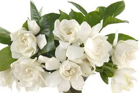 Wedding Flowers Yarra Valley Gardenia Introduction (80 words): When it comes to creating a dreamy atmosphere at your wedding reception and ceremony, the choice of flowers is essential. One particular bloom that exudes elegance, fragrance, and timeless beauty is the gardenia. With its delicate petals, intoxicating scent, and rich symbolism, gardenias have become a beloved choice for weddings, especially in enchanting locations like Yarra Valley. In this blog post, we will explore why incorporating gardenias into your wedding decor can elevate the ambiance and create unforgettable memories. Symbolism and Significance (100 words): Gardenias are often associated with love, purity, and grace, making them an ideal choice for a wedding celebration. As symbols of love and commitment, these exquisite flowers perfectly capture the essence of a couple's journey. The gardenia's pure white petals also represent the purity and innocence of a new beginning, complementing the significance of the wedding ceremony. By incorporating gardenias into your wedding, you infuse the event with a profound sense of meaning and create a visual representation of your love story. Captivating Fragrance (100 words): One of the most captivating aspects of gardenias is their heavenly fragrance. The sweet and intoxicating scent of these blossoms adds a layer of sensory pleasure to your wedding day. As you walk down the aisle or mingle with guests, the delicate aroma of gardenias will envelop the air, leaving a lasting impression on everyone present. The fragrance of gardenias is known for its calming effect, creating a serene and romantic atmosphere that enhances the overall experience for both you and your guests. Timeless Beauty and Elegance (100 words): Gardenias are renowned for their timeless beauty and elegant appearance. With their pristine white petals and lush green foliage, these blooms exude a sense of refined sophistication. Whether used in bouquets, centerpieces, or as a decorative accent, gardenias effortlessly elevate the aesthetic of any wedding venue. Their classic appeal blends seamlessly with various wedding styles, from rustic to formal, making them a versatile choice for any Yarra Valley celebration. With gardenias, you can create an enchanting ambiance that will be remembered for years to come. Versatility in Floral Arrangements (100 words): Another advantage of gardenias is their versatility in floral arrangements. Whether you prefer elaborate centerpieces or minimalist bouquets, gardenias can be incorporated into various designs. They can be used as standalone blooms or combined with other flowers such as roses, lilies, or baby's breath for a stunning visual impact. The large size and striking beauty of gardenias also make them a perfect choice for corsages, boutonnieres, and hair accessories, allowing you to add a touch of elegance to every aspect of your wedding attire. Conclusion (120 words): When planning your wedding in the breathtaking Yarra Valley, the choice of flowers plays a crucial role in setting the mood and creating lasting memories. The enchanting allure of gardenias, with their symbolism, captivating fragrance, timeless beauty, and versatile usage, makes them an ideal choice for your wedding reception and ceremony. By incorporating thes